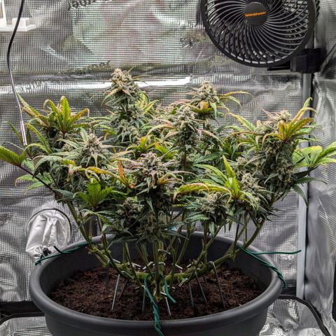 Super Lemon Haze Auto #1 growlog timeline photo