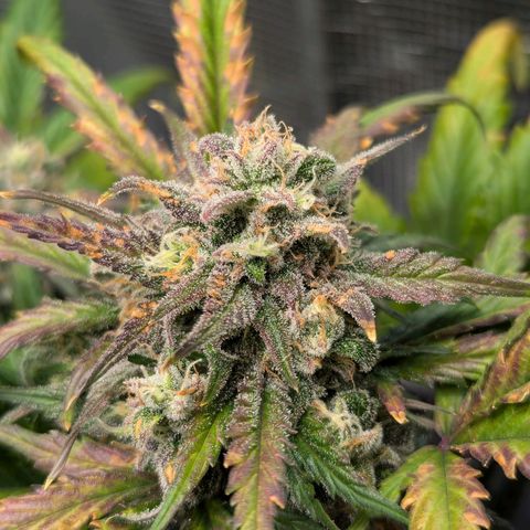 Super Lemon Haze Auto #1 growlog timeline photo