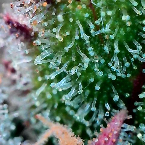 Super Lemon Haze Auto #1 growlog timeline photo