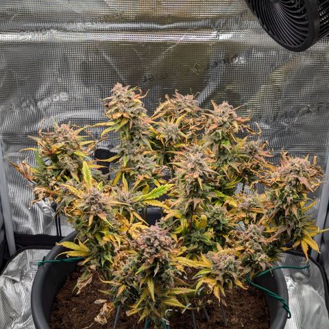 Super Lemon Haze Auto #1 growlog timeline photo