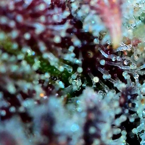 Super Lemon Haze Auto #1 growlog timeline photo