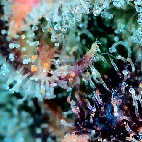 Super Lemon Haze Auto #1 growlog timeline photo
