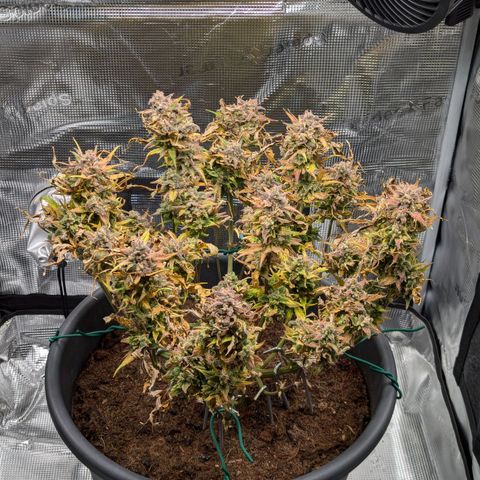 Super Lemon Haze Auto #1 growlog timeline photo