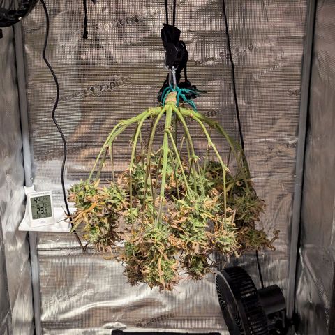 Super Lemon Haze Auto #1 growlog timeline photo