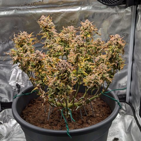 Super Lemon Haze Auto #1 growlog timeline photo