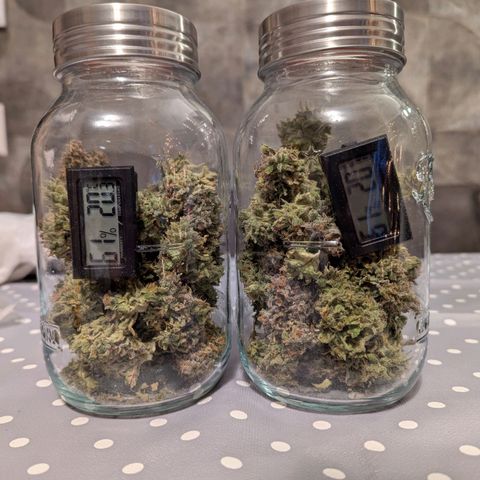 Super Lemon Haze Auto #1 growlog timeline photo