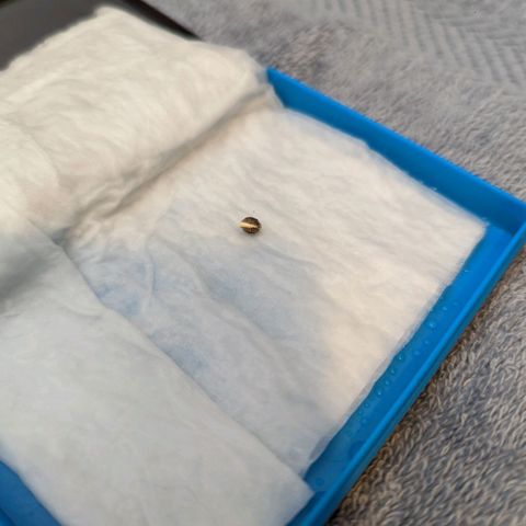Shauna growlog photo: 24 hours check dampness of tissue