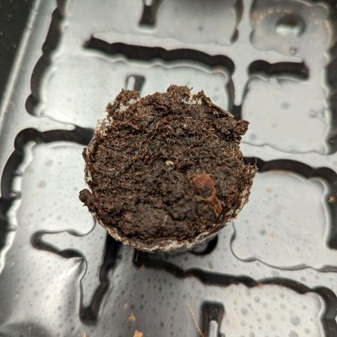 Shauna growlog timeline photo