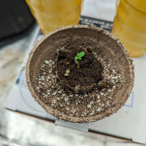Shauna growlog timeline photo