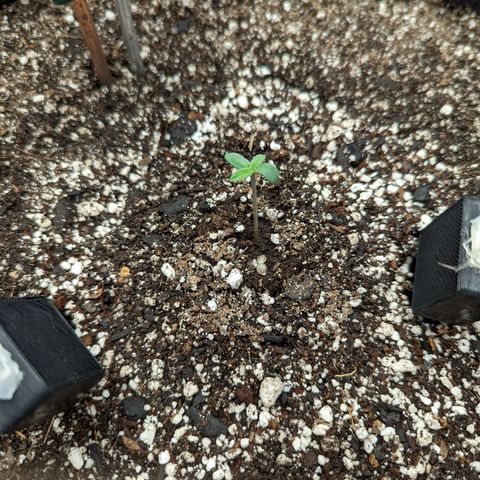 Shauna growlog photo: Transplanted. Jiffy pod short cause root to grow through paper. Snapped while trying to remove. Will watch closely.