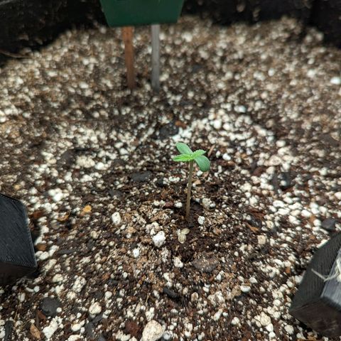 Shauna growlog photo: Tree appears to be still growing. Continuing to watch closely for signs of dying.