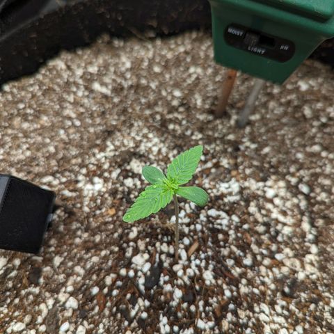 Shauna growlog timeline photo
