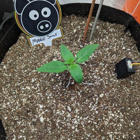 Shauna growlog timeline photo