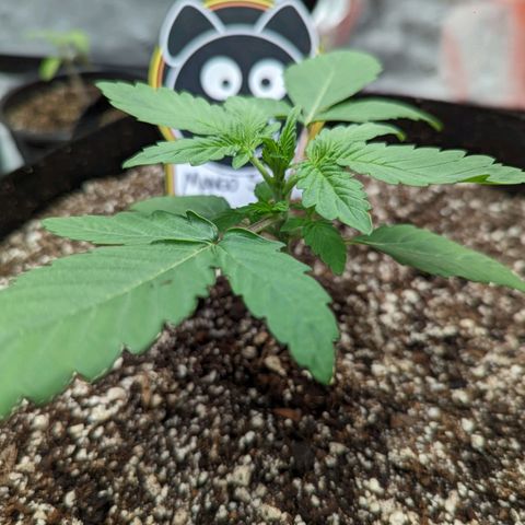 Shauna growlog timeline photo