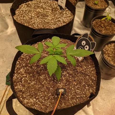 Shauna growlog timeline photo
