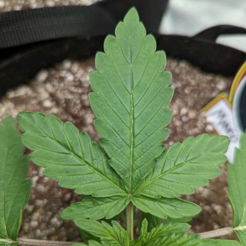Shauna growlog timeline photo