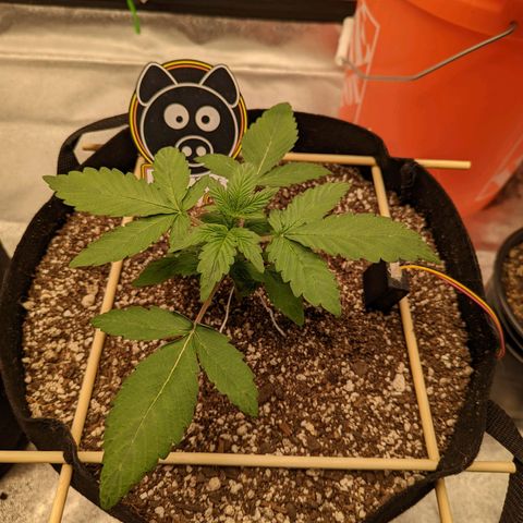 Shauna growlog timeline photo
