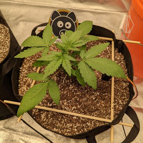 Shauna growlog timeline photo
