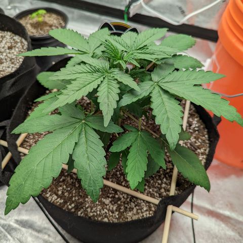 Shauna growlog timeline photo