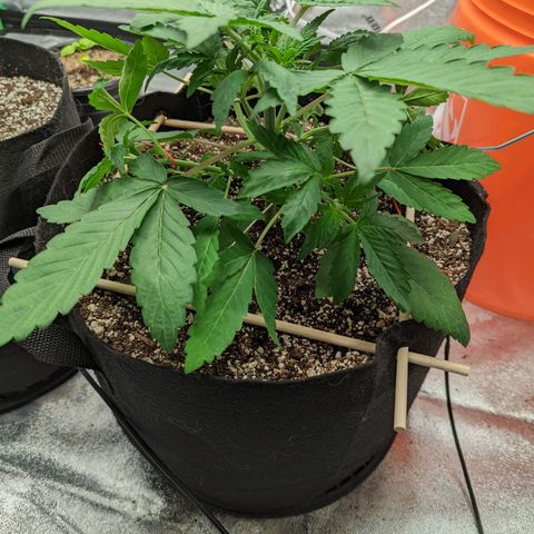 Shauna growlog timeline photo