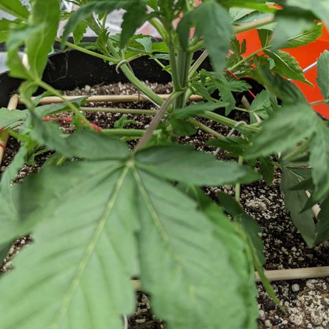 Shauna growlog timeline photo