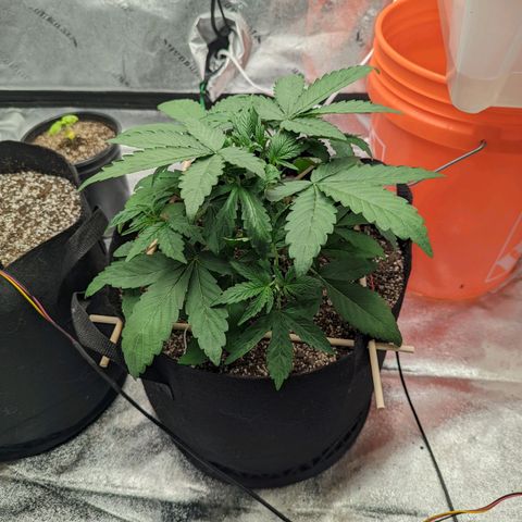 Shauna growlog timeline photo