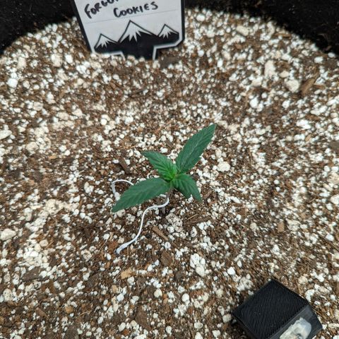 Janet growlog timeline photo