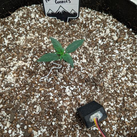 Janet growlog timeline photo