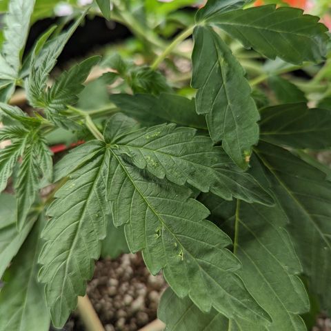 Shauna growlog photo: Strange tears on one leaf. Slight yellow tip on one leaf. Starting to show nodes. Low stress training reworked.