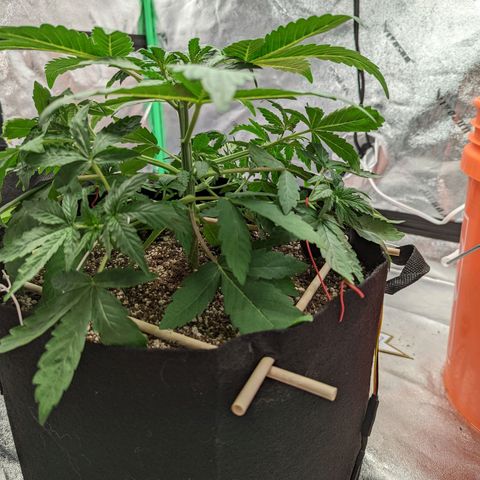 Shauna growlog photo: Strange tears on one leaf. Slight yellow tip on one leaf. Starting to show nodes. Low stress training reworked.