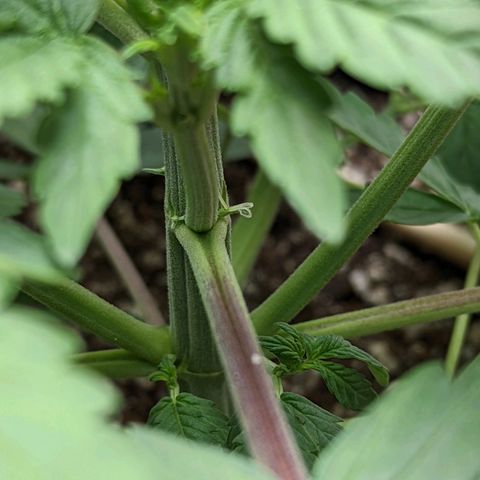 Shauna growlog photo: Strange tears on one leaf. Slight yellow tip on one leaf. Starting to show nodes. Low stress training reworked.