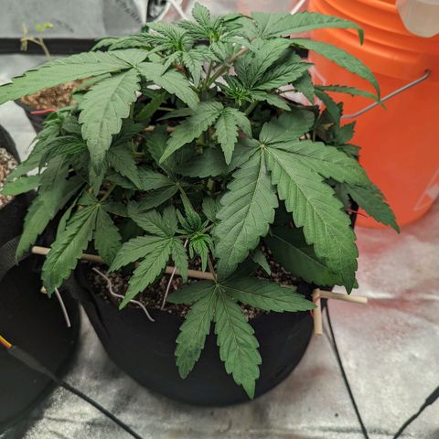 Shauna growlog timeline photo