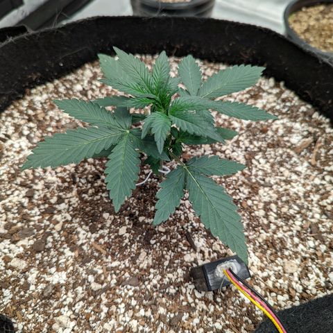 Janet growlog timeline photo