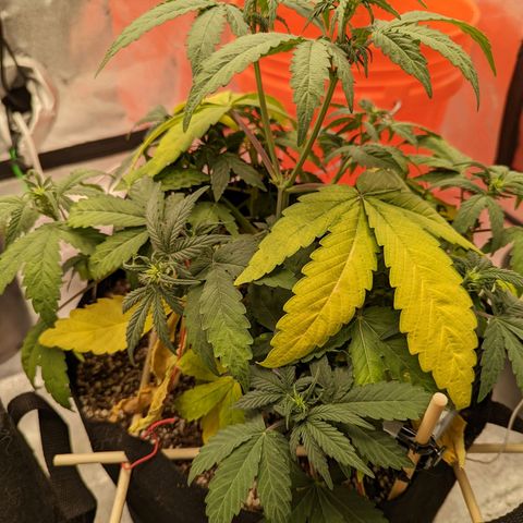 Shauna growlog photo: Left out of town, Nitrogen deficient is obvious but could t be dealt with and progressed to shrivelled lower leaves. Treating with Grow Big, 5ml in 4L water.