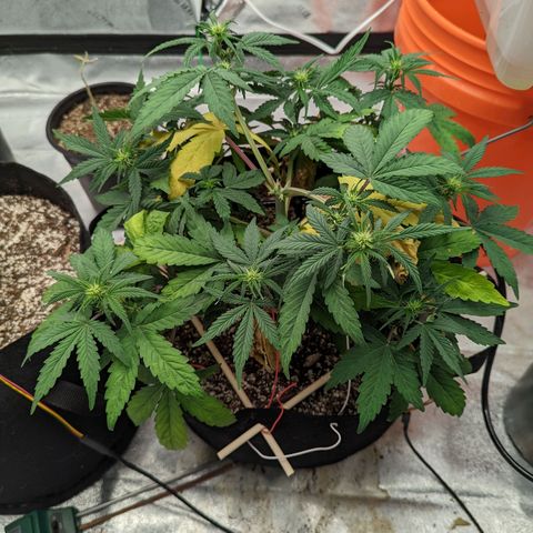 Shauna growlog timeline photo