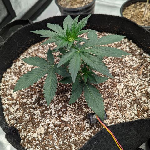 Janet growlog timeline photo