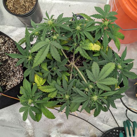 Shauna growlog timeline photo