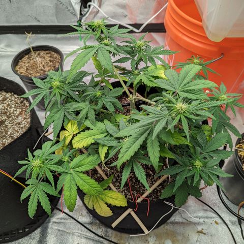 Shauna growlog timeline photo