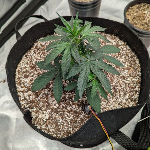 Janet growlog timeline photo