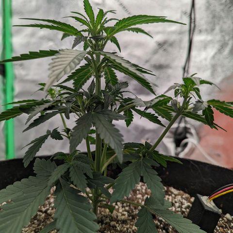 Janet growlog timeline photo