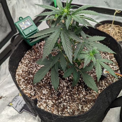 Janet growlog timeline photo