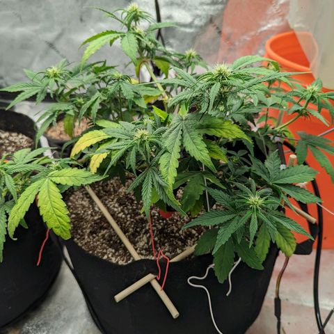 Shauna growlog timeline photo