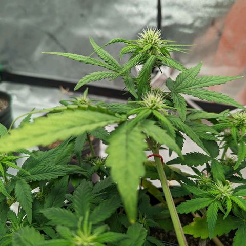 Shauna growlog timeline photo