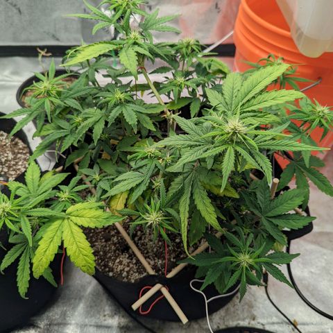 Shauna growlog timeline photo