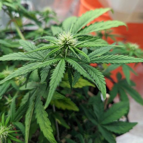 Shauna growlog timeline photo