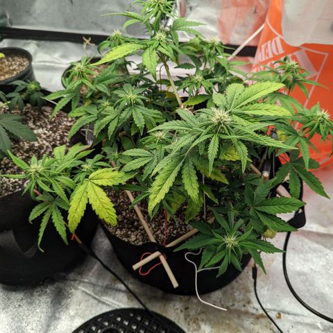 Shauna growlog timeline photo