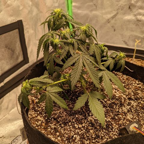 Janet growlog timeline photo