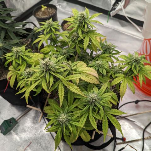 Shauna growlog timeline photo
