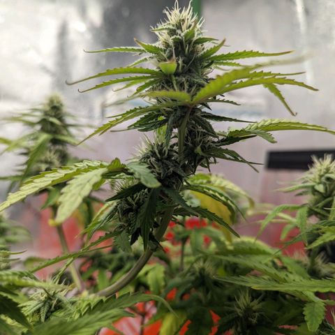 Shauna growlog timeline photo