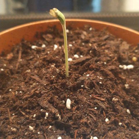 A primogênita  growlog photo: She seems to be developing fine in spite of the dryness. The "dome" seems to be working while the humidifier doesn't get here.
